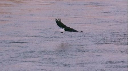 دانلود فوتیج شکار عقاب به صورت  Slow Motion