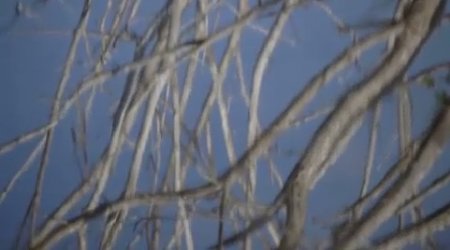 دانلود فوتیج پریدن پرنده ها از روی درخت در انعکاس آب