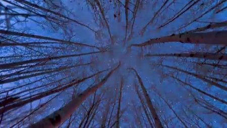 دانلود فوتیج نگاه کردن به ستاره ها از بین درختان