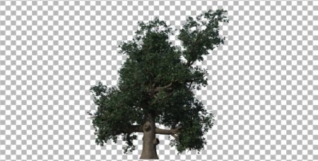 دانلود فوتیج کروماکی درخت