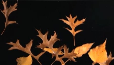 دانلود فوتیج slow motion ریختن برگ های پاییزی