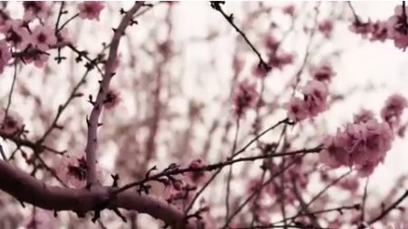 دانلود فوتیج شکوفه های بهاری