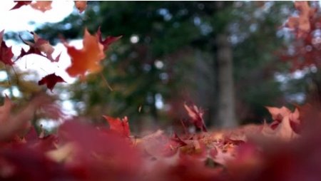دانلود فوتیج slow motion ریختن برگ پاییزی بر روی زمین