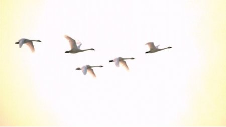 دانلود فوتیج  slow motion  پرواز قوها Swans Flying