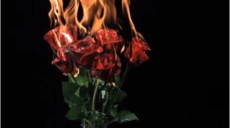 دانلود فوتیج سوختن گل رز به صورت Slow Motion