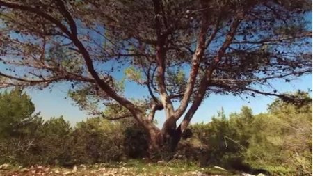 فوتیج ویدیویی درخت در جنگل