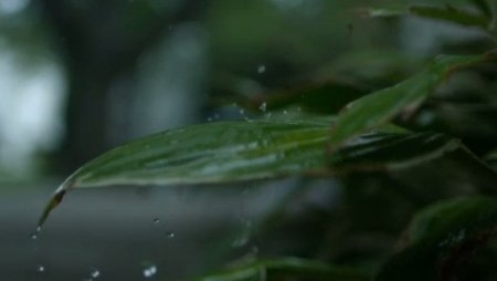 دانلود فوتیج slow motion ریختن قطرات باران بر گیاه
