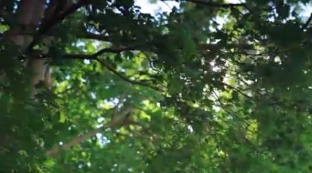 دانلود فوتیج درخشش نور آفتاب از بین درختان