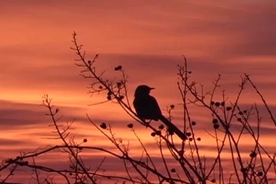 دانلود فوتیج پرنده در نمای آسمان نارنجی رنگ
