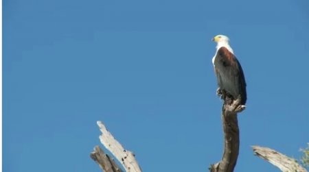 دانلود فوتیج عقاب ماهی گیر بر روی درخت African Fish Eagle