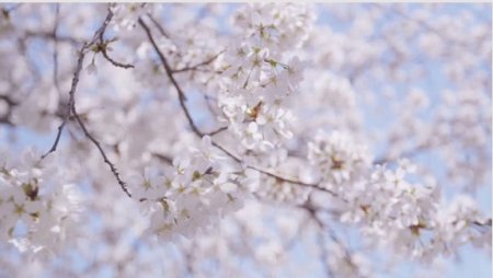 دانلود فوتیج زیبای شکوفه های بهاری درخت گیلاس