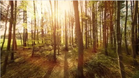 دانلود فوتیج زیبای حرکت میان درخت های جنگل