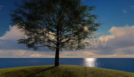 دانلود فوتیج زیبای درخت بر روی تپه مشرف به اقیانوس