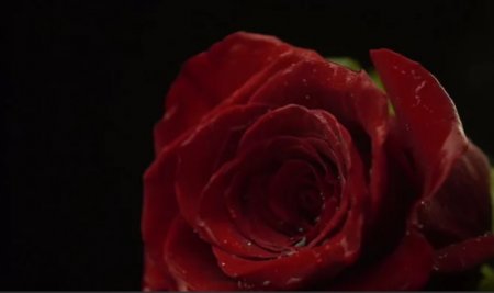 دانلود فوتیج زیبای افتادن گل رز قرمز