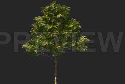 دانلود فوتیج درخت کروماکی